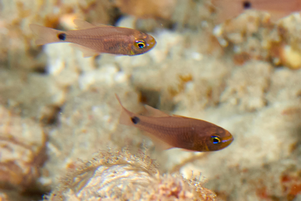 Cardinalfish - Narrow-lined Cardinalfish