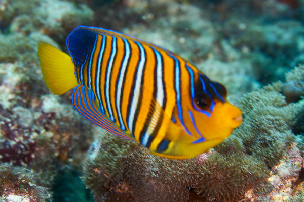 Angelfish - Royal Angelfish