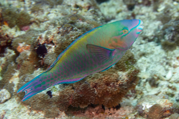Parrotfish - Quoy's parrotfish
