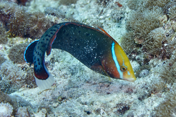 Wrasse - Queen Wrasse