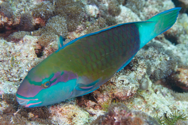 Parrotfish - Bullethead parrotfish