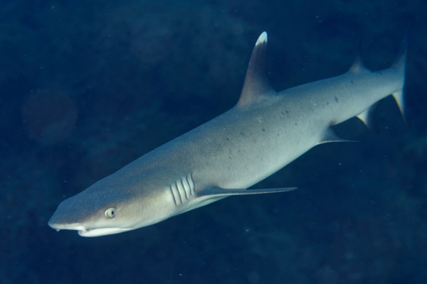 Sharks - Whitetip Reef Shark