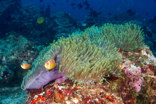 Damselfish - Maldives Anemonefish