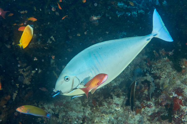 Surgeonfish - Sleek Unicornfish