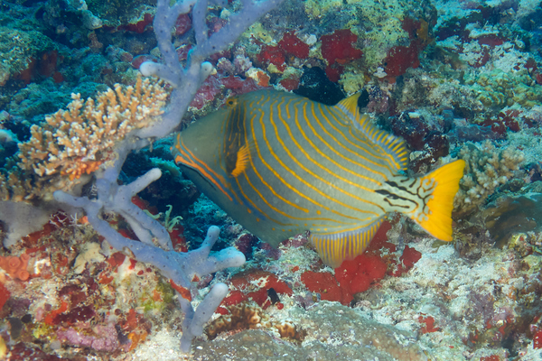 Triggerfish - Orange-striped Triggerfish