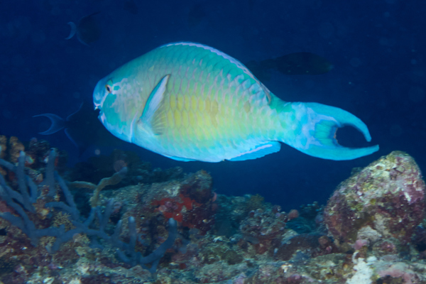 Parrotfish - Ember Parrotfish