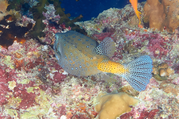 Trunkfish - Yellow Boxfish