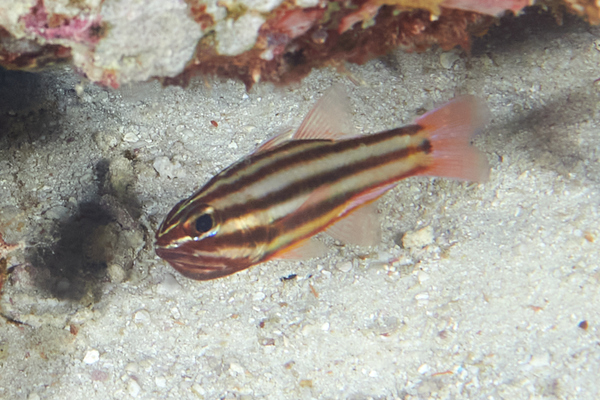 Cardinalfish - Black-stripe Cardinalfish