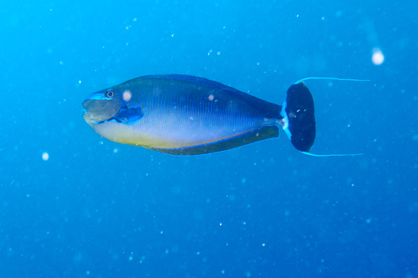 Surgeonfish - Bignose Unicornfish