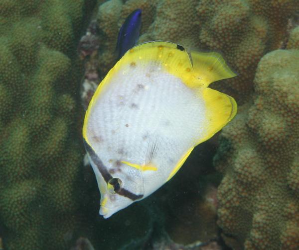 Butterflyfish - Spotfin Butterflyfish
