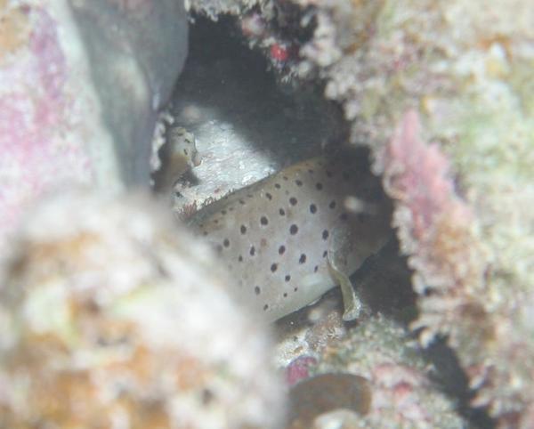 Seabasses - Spotted Soapfish