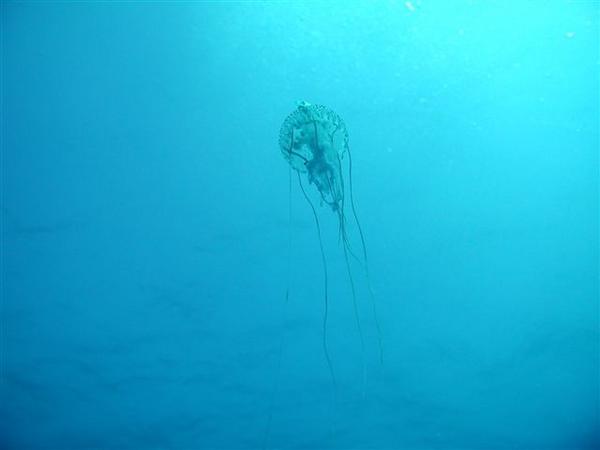 Jellyfish - Warty Jellyfish