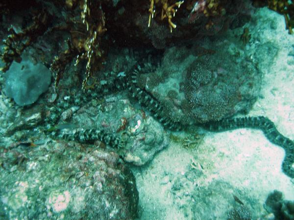 Sea Cucumbers - Godeffroy's Sea Cucumber