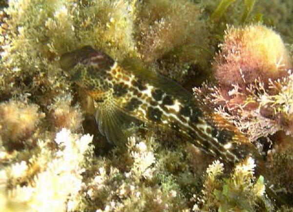 Blennies - Reticulated Blenny