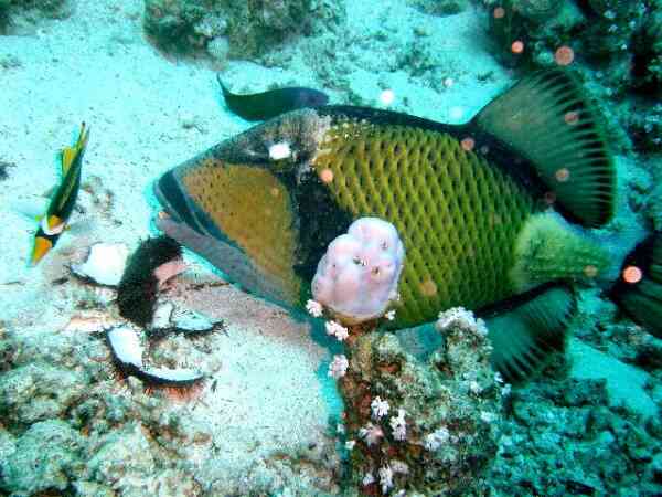 Triggerfish - Titan Triggerfish