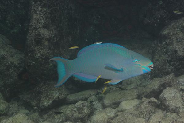 Parrotfish - Queen Parrotfish