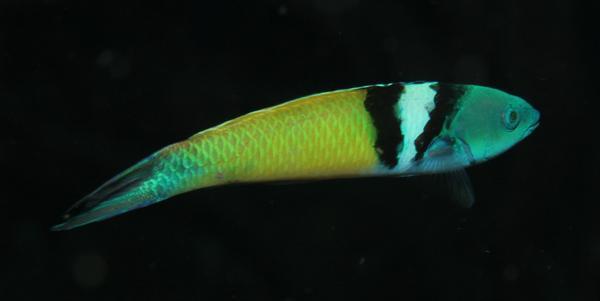 Wrasse - Bluehead Wrasse