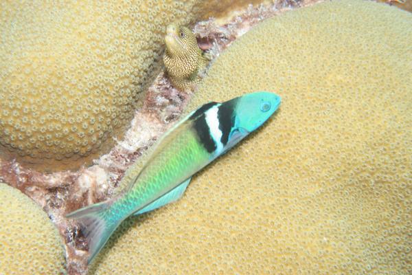 Wrasse - Bluehead Wrasse