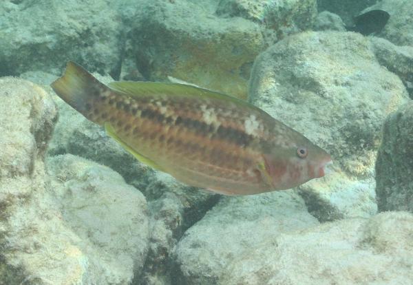 Parrotfish - Princess Parrotfish