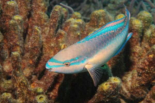 Parrotfish - Princess Parrotfish