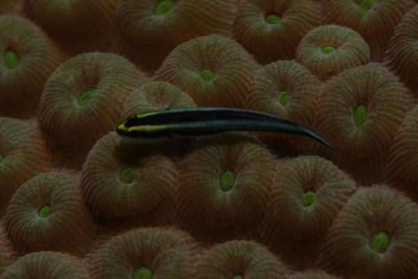 Gobies - Sharknose Goby