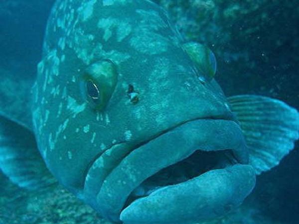 Groupers - Dusky Grouper