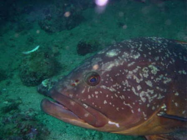 Groupers - Dusky Grouper