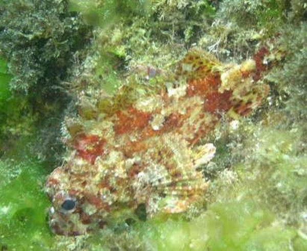 Scorpionfish - Dwarf Rockfish
