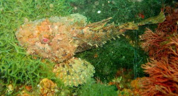Scorpionfish - Red Scorpionfish