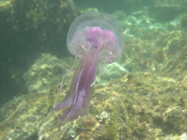 Jellyfish - Warty Jellyfish