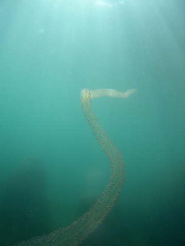 Siphonophore - Siphonophore