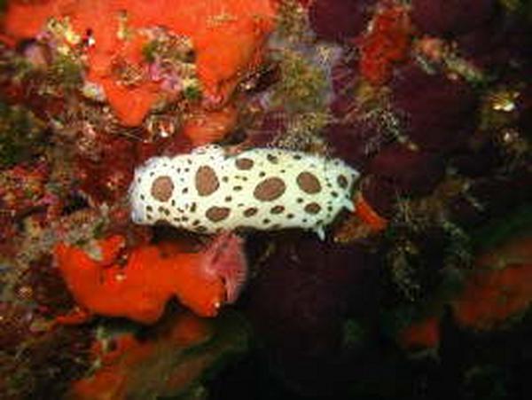Nudibranch - Dotted Sea Slug