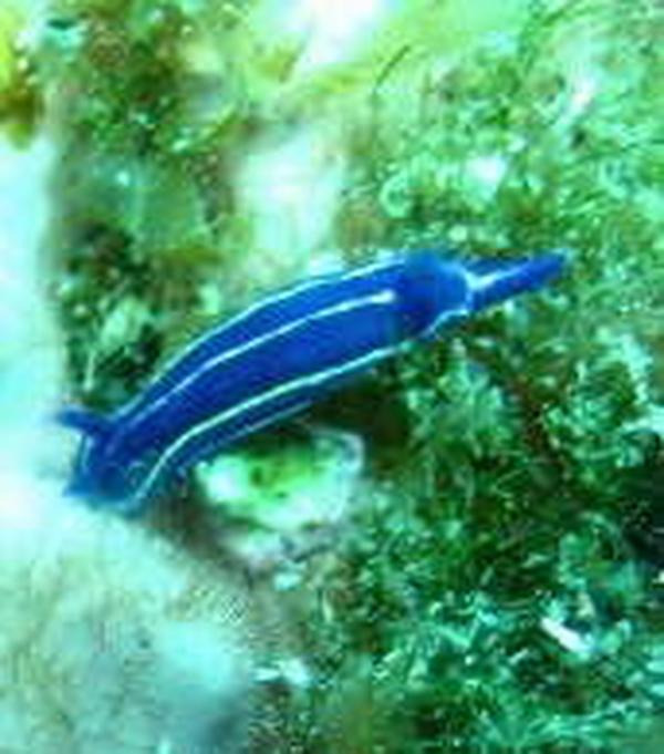 Nudibranch - Orsini Sea Slug