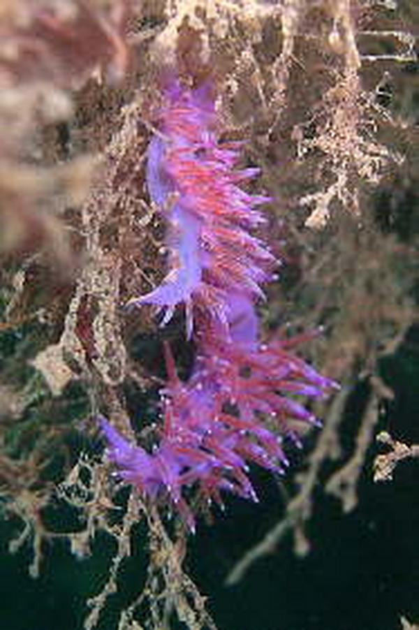 Nudibranch - Affinis Sea Slug