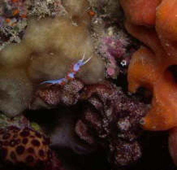 Nudibranch - Pedata Sea Slug
