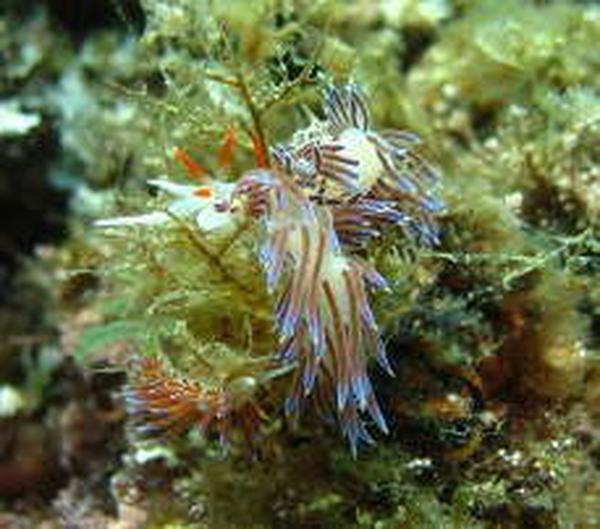 Nudibranch - Wandering Sea Slug