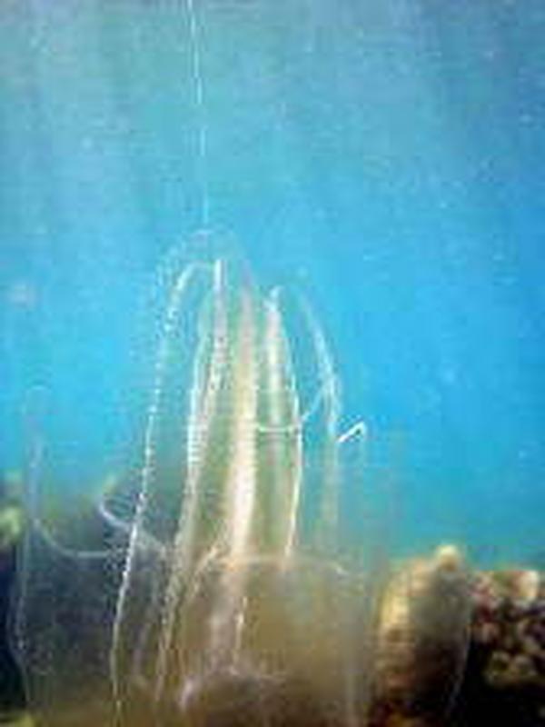 Jellyfish - Comb Jellyfish