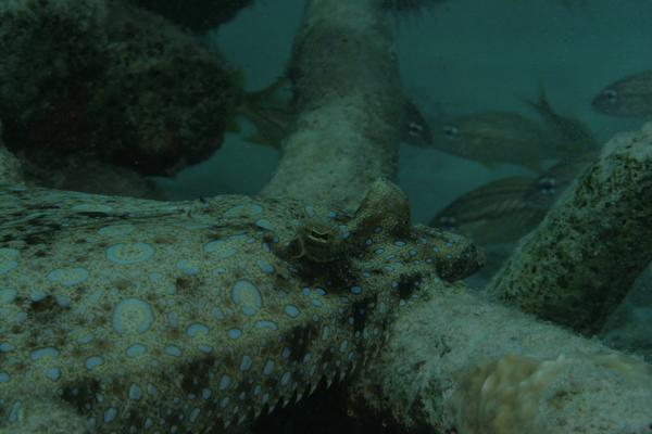 Flounders - Plate Flounder