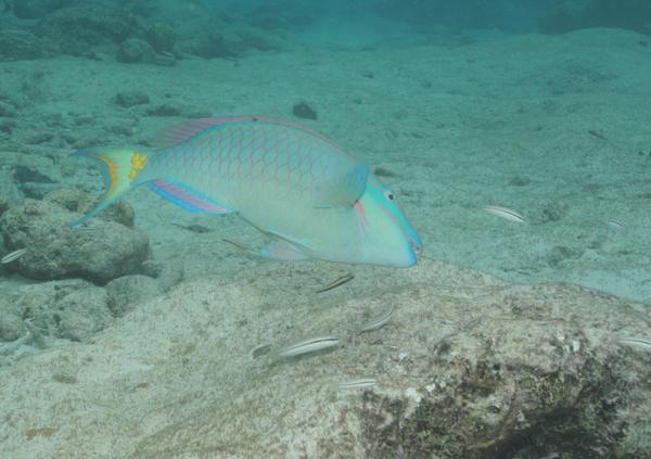 Parrotfish - Stoplight Parrotfish