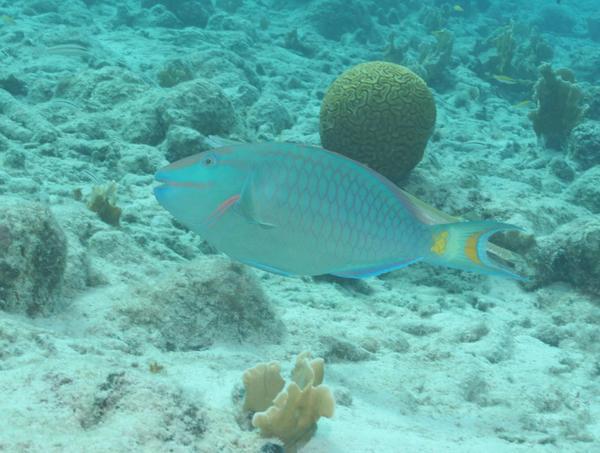 Parrotfish - Stoplight Parrotfish