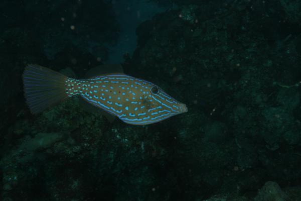 Filefish - Scrawled Filefish