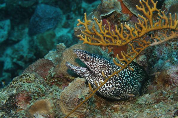 Moray - Spotted Moray