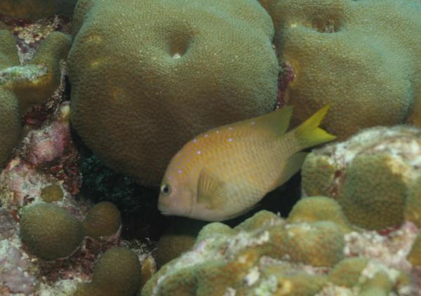 Damselfish - Yellowtail Damselfish