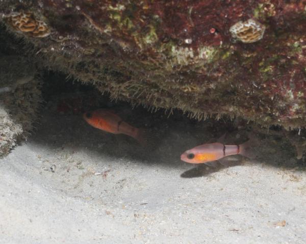 Cardinalfish - Barred Cardinalfish