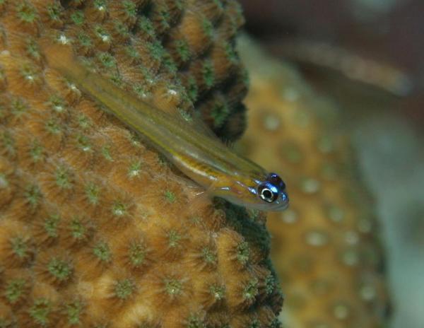 Gobies - Peppermint Goby