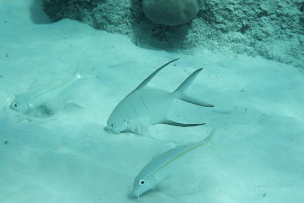 Jacks - Palometa