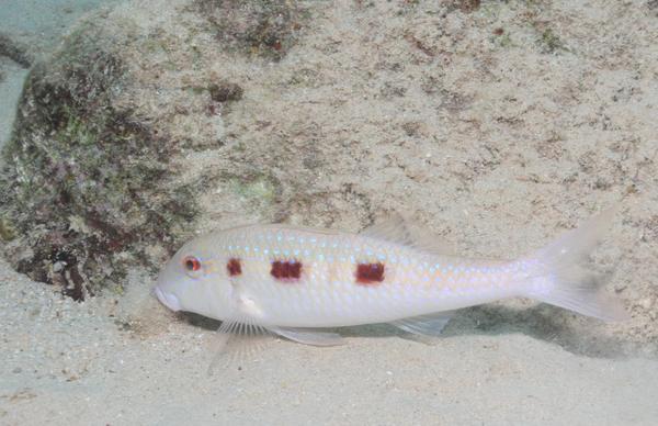 Goatfish - Spotted Goatfish