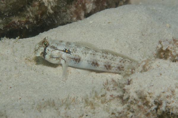 Gobies - Goldspot Goby