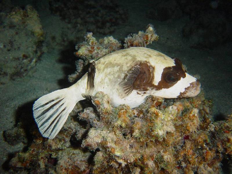 Pufferfish - Masked Puffer