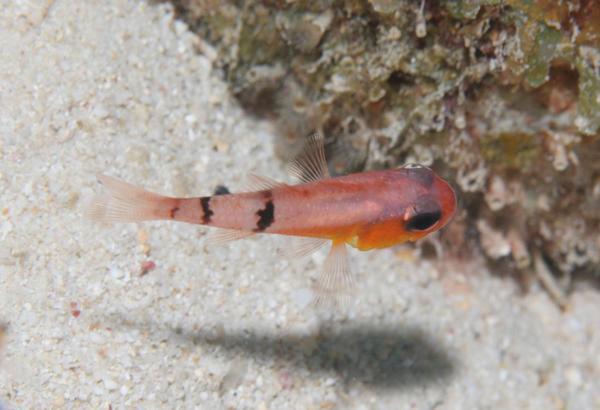 Cardinalfish - Belted Cardinalfish